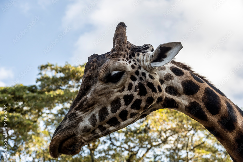 giraffes came to the people in the cafeteria for breakfast in Kenya giraffes came to the people in the cafeteria for breakfast in Kenya