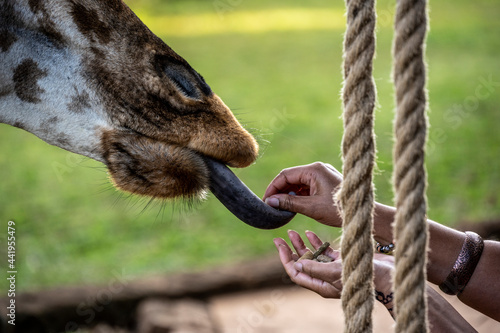 feeding giraffes from the hands of those who came from the forest 