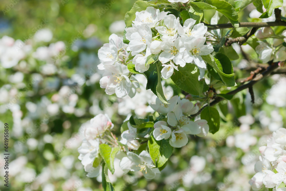 Apple blossom in the garden on spring Apple blossom in the garden on spring