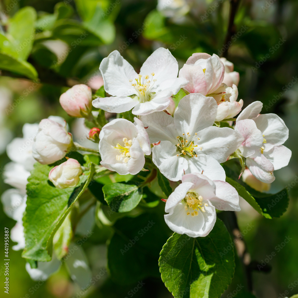 Apple blossom in the garden on spring