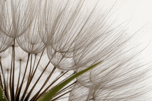 Beautiful fluffy dandelion flower on white background, closeup