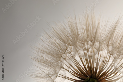 Beautiful fluffy dandelion flower on white background  closeup