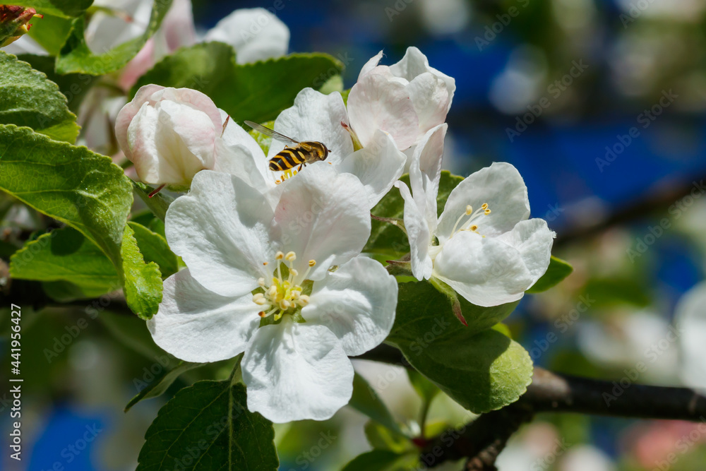 Apple blossom with wasp in the garden on spring Apple blossom with wasp in the garden on spring