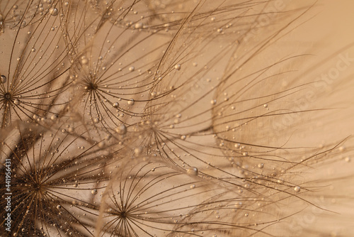 Beautiful fluffy dandelion flower with water drops on beige background  closeup