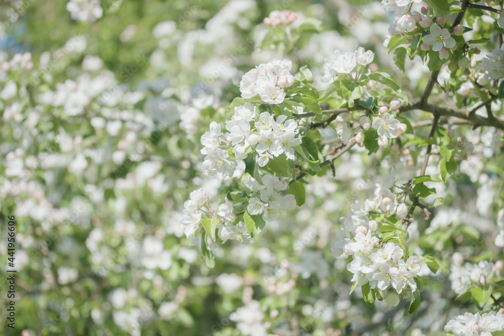 Apple blossom in the garden on spring