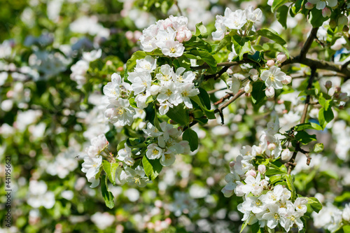 Apple blossom in the garden on spring