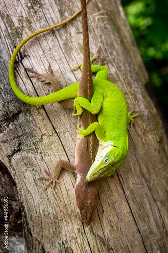 Two green anoles (Anolis carolinensis) actively mating on a fence post. photo