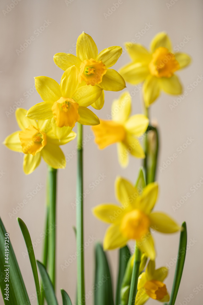 Naklejka premium gelbe Narzisse vor hellem Grund
