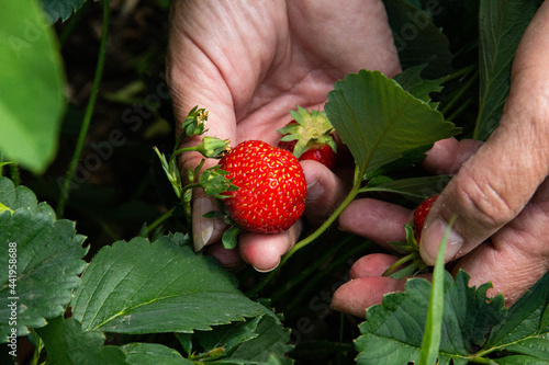 Picking ripe strawberries. Strawberry berries in your hands. Women's hands with strawberries.