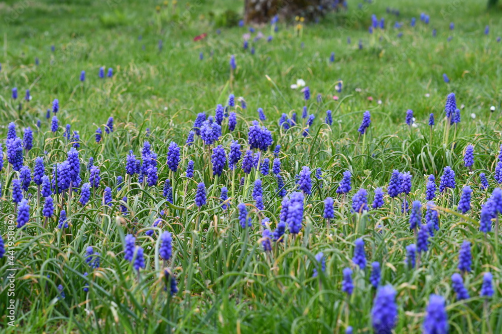 flowers in the field flowers in the field