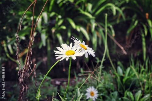 daisies in the garden © sa