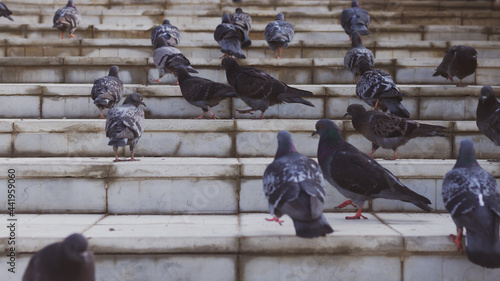 City birds pigeons walk on the stairs in the park