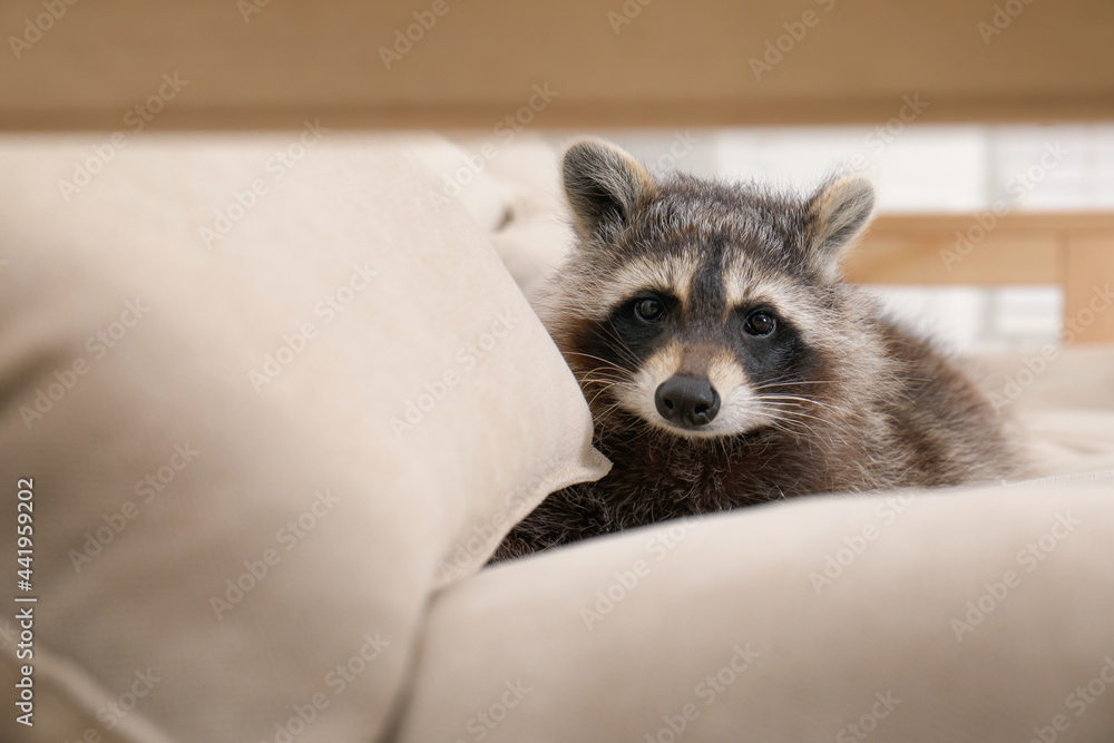 Plakat Cute funny raccoon resting on beige sofa