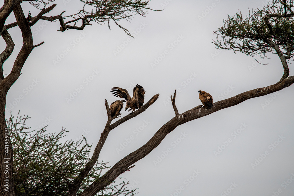 beautiful birds of africa with an unusual coloring in natural conditions
