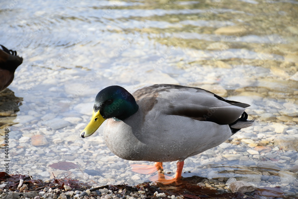 Obraz premium duck in the water