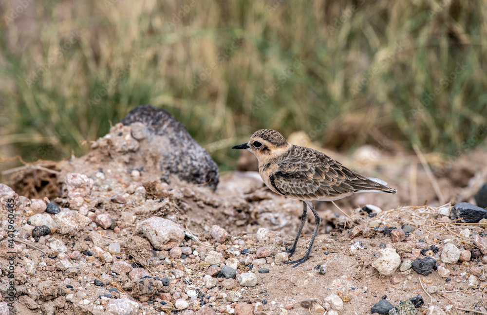 beautiful birds of africa with an unusual coloring in natural conditions beautiful birds of africa with an unusual coloring in natural conditions