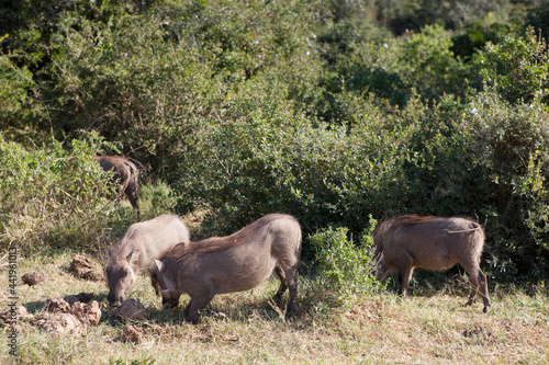 A group of warthogs foraging for food in the Addo elephant park. 
