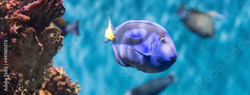 Fotografie Closeup of a regal blue tang in aquarium environment