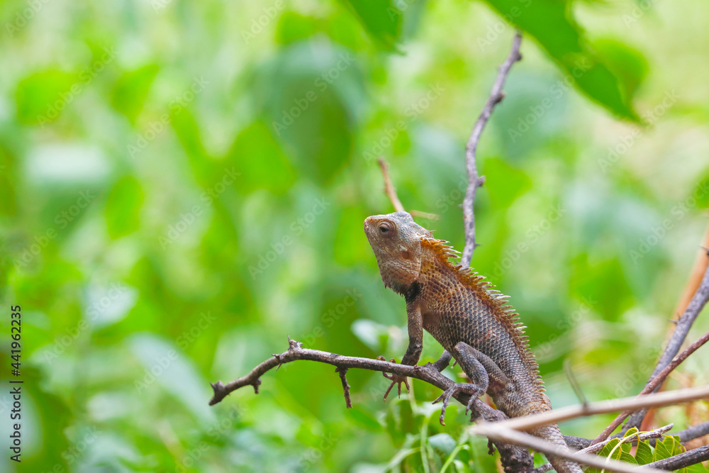 Closeup portrait of chameleon in Indian Forest	
