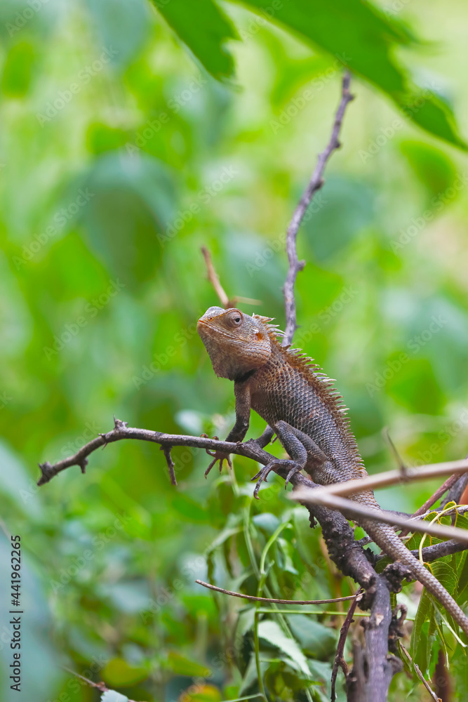 Closeup portrait of chameleon in Indian Forest	
