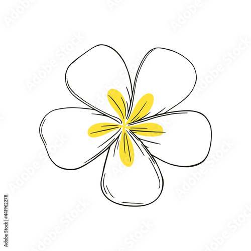 Frangipani or plumeria exotic summer flower with yellow petals. Hand drawn frangipani blossom isolated in white background. Outline vector illustration