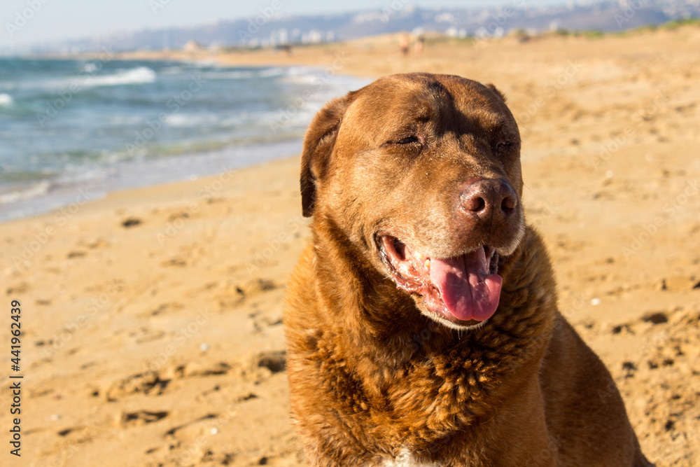 Happy dog playing on a beach. Yellow sand, calm sea waves, blue sky. Summer seascape. Brown dog close up portrait. Smiling pet on sea cost. Happy dog playing on a beach. Yellow sand, calm sea waves, blue sky. Summer seascape. Brown dog close up portrait. Smiling pet on sea cost.
