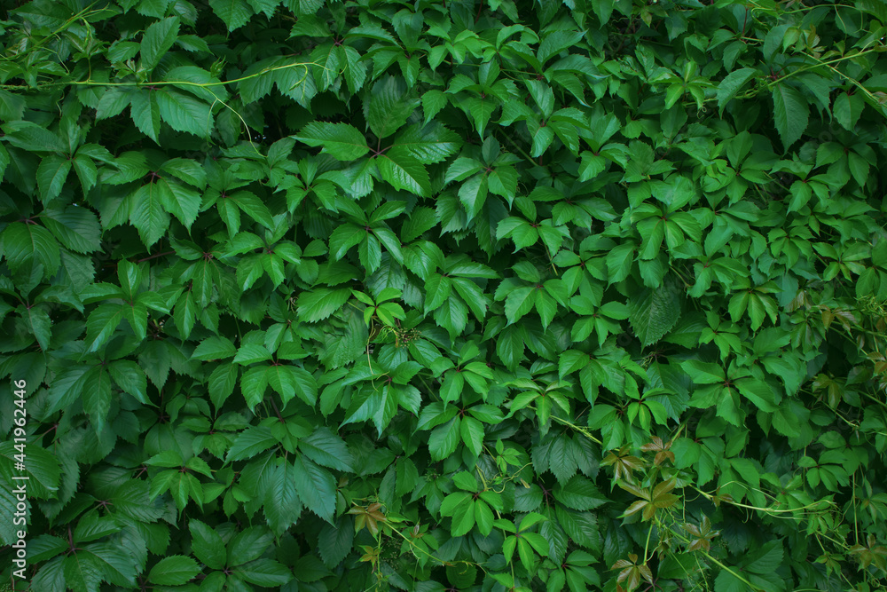 Green background of the wall overgrown with grape leaves Green background of the wall overgrown with grape leaves