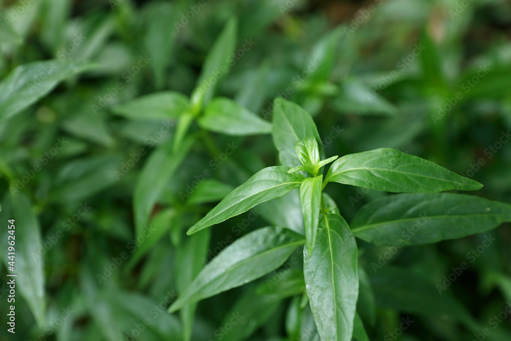 Andrographis paniculata (green chiretta) plant growing in the garden, fresh Indian herbal medicine herbs
Andrographis paniculata (green chiretta) plant growing in the garden, fresh Indian herbal medicine herbs