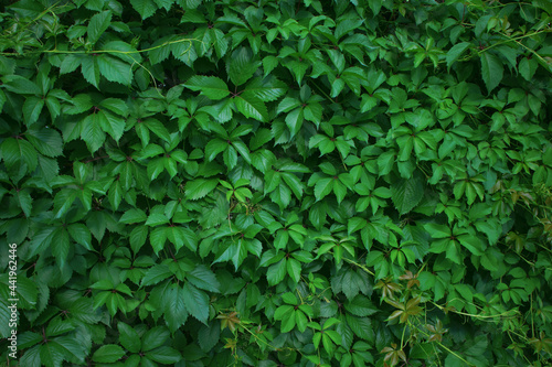 Green background of the wall overgrown with grape leaves
