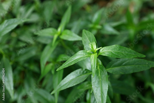 Andrographis paniculata (green chiretta) plant growing in the garden, fresh Indian herbal medicine herbs 