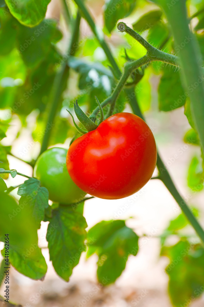 Fresh healthy tomatoes growing in Indian garden