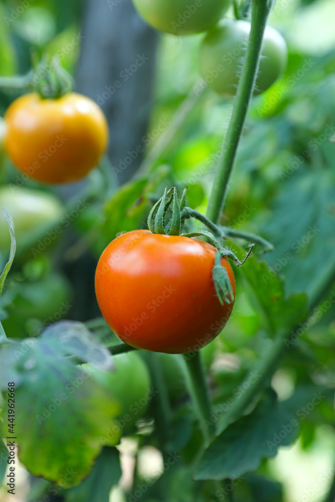 Fresh healthy tomatoes growing in Indian garden	
