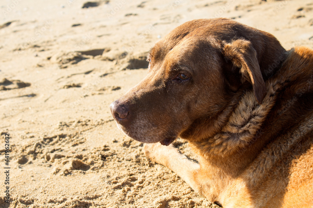 Brown Labrador dog sitting on sand. Adult dog summer activity. Happy pet's life. Close up portrait of big furry dog.
Brown Labrador dog sitting on sand. Adult dog summer activity. Happy pet's life. Close up portrait of big furry dog.