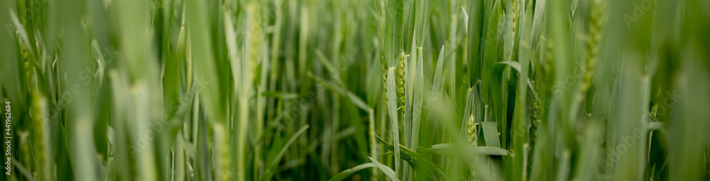 Ripening ears of meadow wheat field. Rich harvest Concept. Ears of green wheat close up. Ripening ears of meadow wheat field. Rich harvest Concept. Ears of green wheat close up.