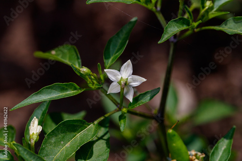 bell pepper plant in bloom in the organic garden