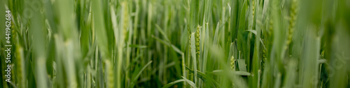 Ripening ears of meadow wheat field. Rich harvest Concept. Ears of green wheat close up.