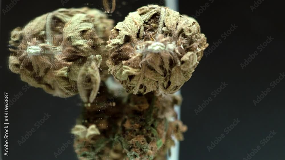 Nice dry medical cannabis bud rottating in seamless loop on dark background. Exactly one full rotation. Medicinal herb for depression. Vertical video. 4k Nice dry medical cannabis bud rottating in seamless loop on dark background. Exactly one full rotation. Medicinal herb for depression. Vertical video. 4k