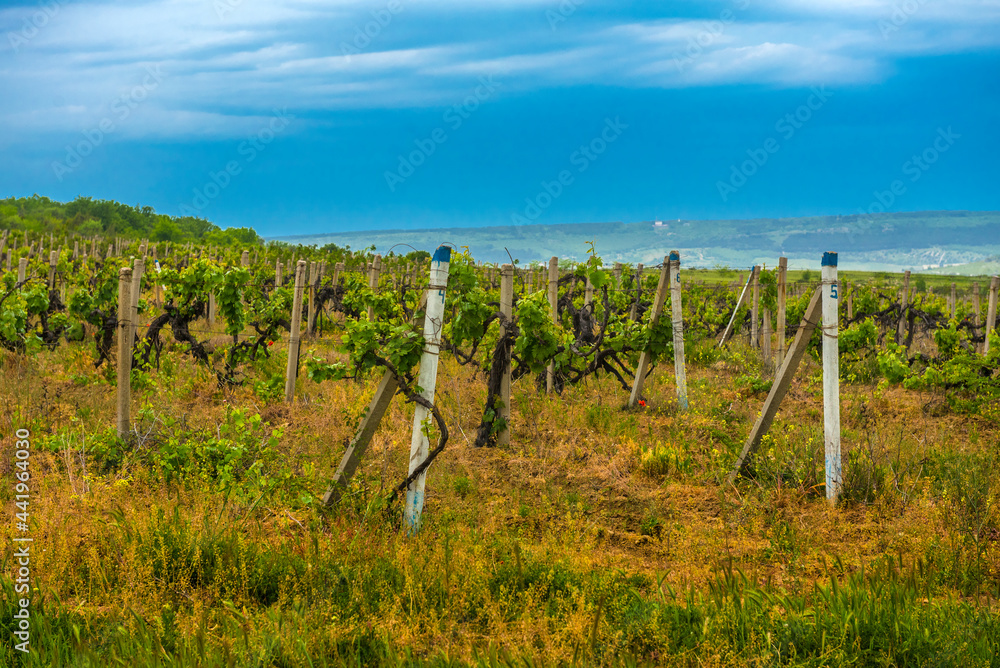 Obraz premium Vineyard in the middle of the most famous wine region of Crimea