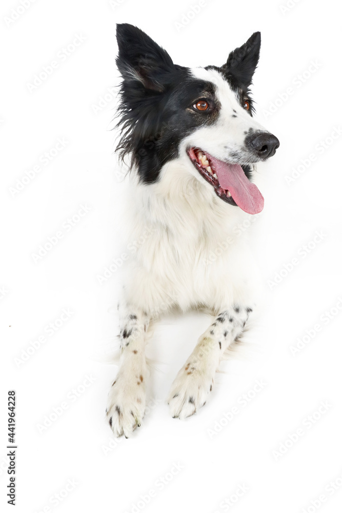 border collie dog border collie dog
