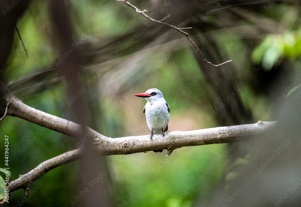 woodland kingfisher on a tree branch 