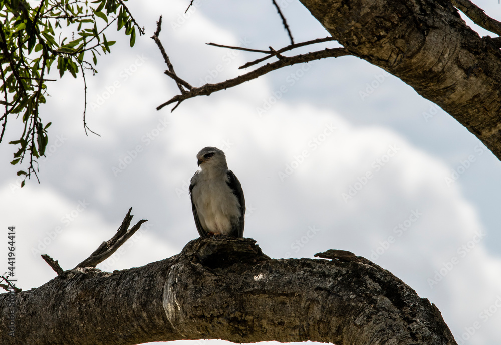 black and white falcon sitting on a tree branch black and white falcon sitting on a tree branch