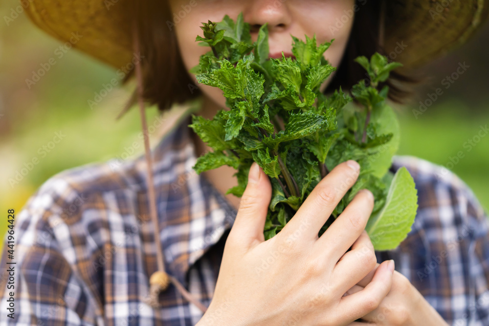 Fototapeta premium A young girl gardener in a straw hat holds a bouquet of harvested fresh mint and inhales its wonderful menthol scent, a woman is harvesting in the garden.