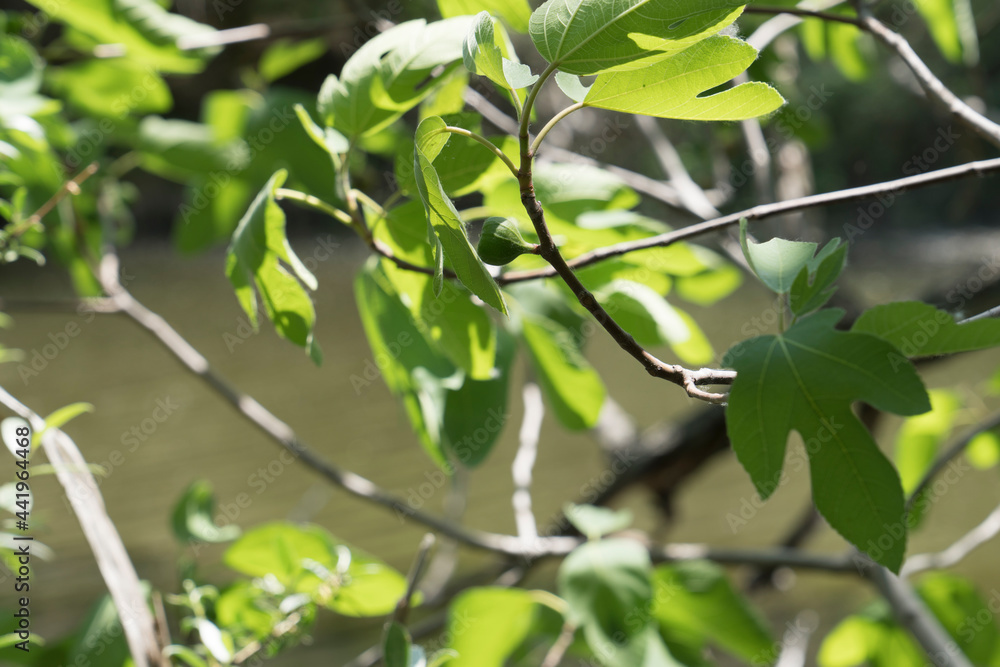 Unripe green figs among the leaves on a tree branch,blurred background