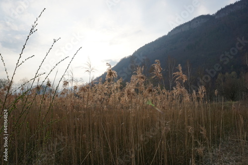 Graslandschaft