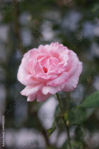 Blume