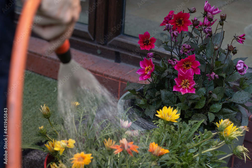 Closeup of a man watering plants with a hose in his garden.