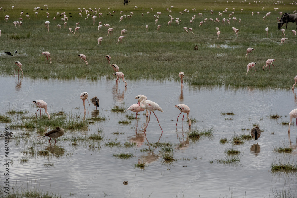 Fototapeta premium pink flamingos on green water on the background of a blue lake in the national park