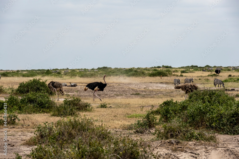 ostriches eat grass in a green winter bush ostriches eat grass in a green winter bush