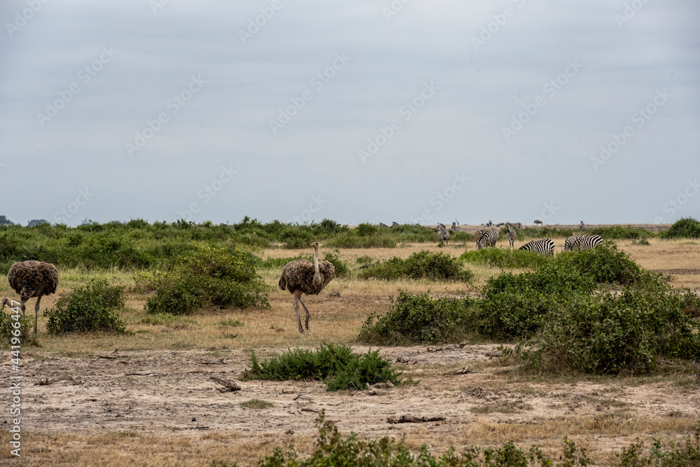 Fototapeta premium ostriches eat grass in a green winter bush