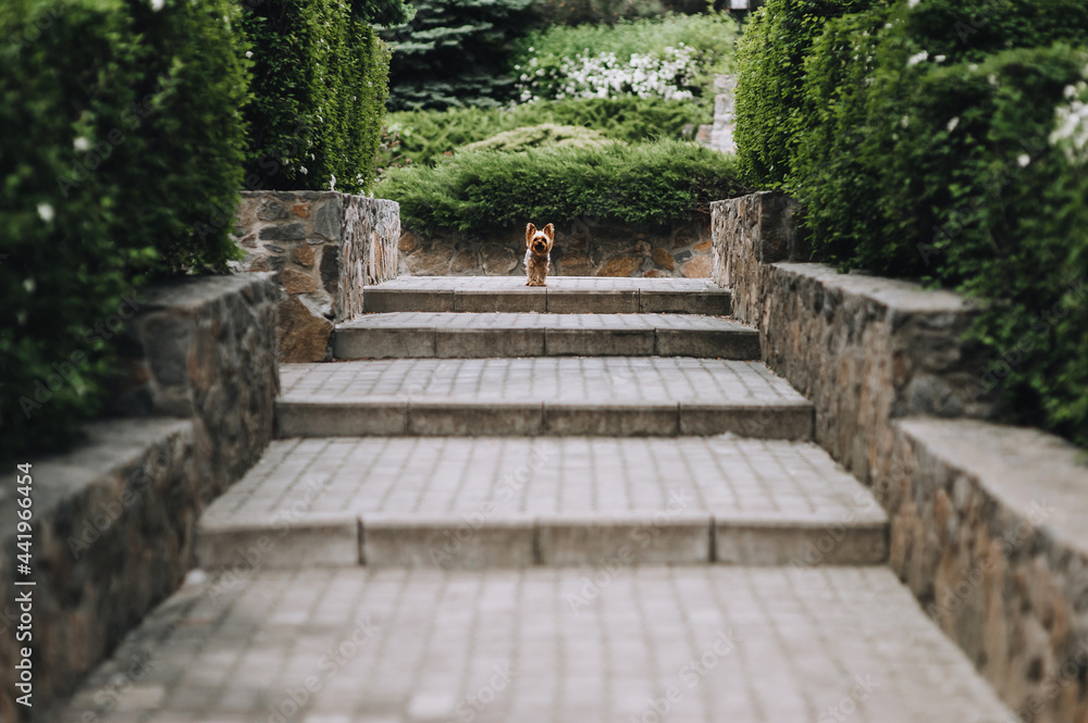 A small Yorkshire terrier stands on the steps and protects the territory in the park in nature. Photo of an animal.